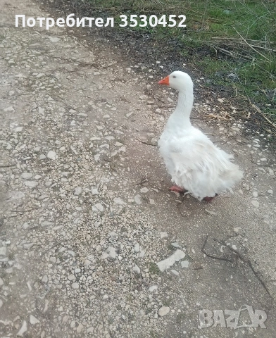 Продавам севастополски гъски