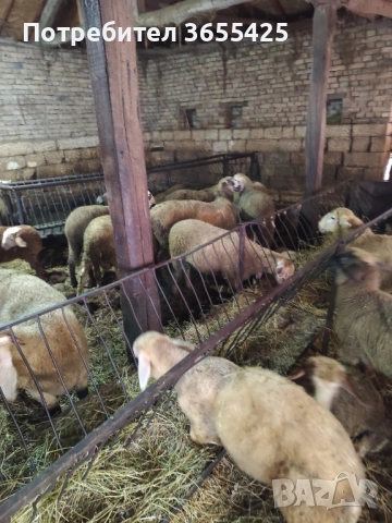 Агнета 30-45кг, снимка 3 - Овце - 54036279