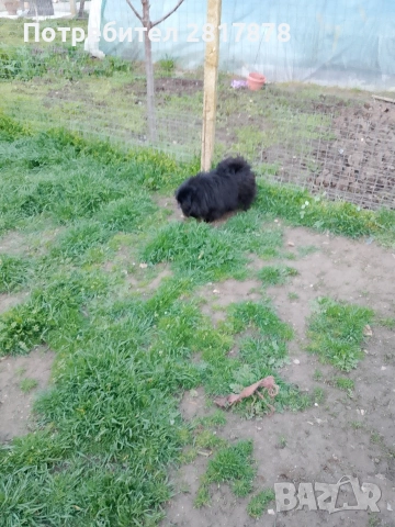 мини шпиц померан , снимка 3 - Померан - 54198635