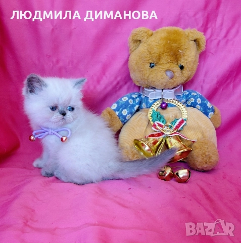 Екзотично момиче със сини очи. , снимка 2 - Персийска - 52833657