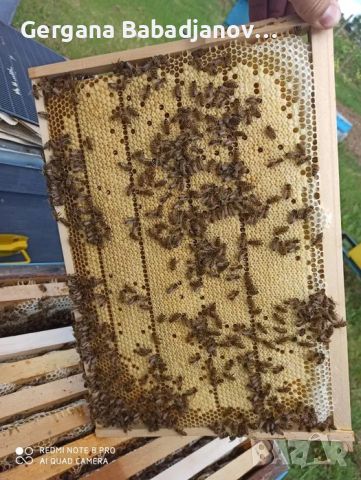 Пчелни отводки с майки 2024 г., снимка 1 - Други животни - 46128549