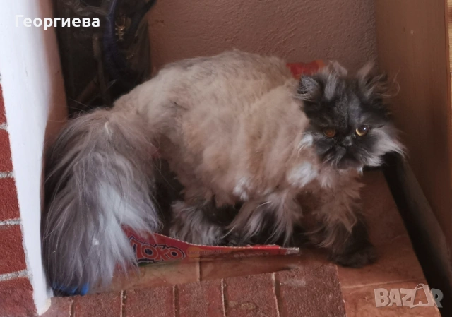 Персийски котарак сребърна чинчила , снимка 5 - Персийска - 53868377