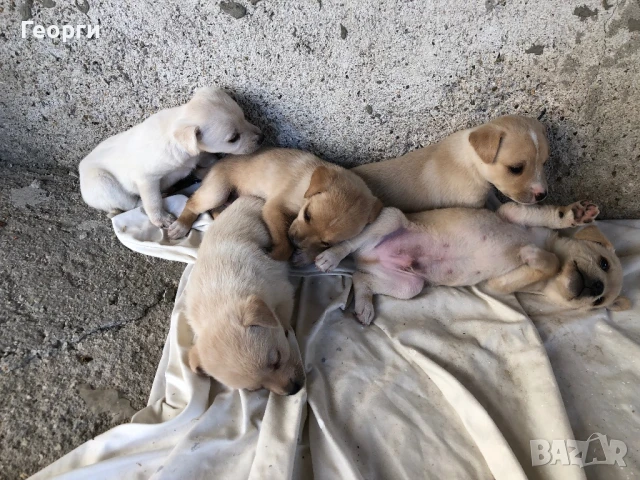 Продавам кученца, снимка 1