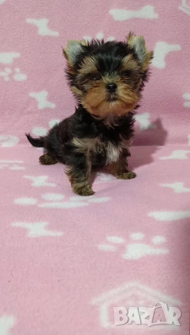 Мини Йоркширски териер момче , снимка 3 - Йоркширски териер - 54272895