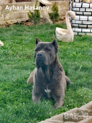 Търсим женско Кане Корсо за Разплод 