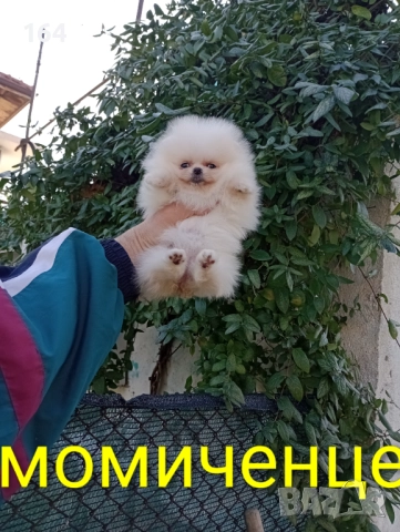 Женски мини Померан. Реални снимки от днес!, снимка 2 - Померан - 52847976