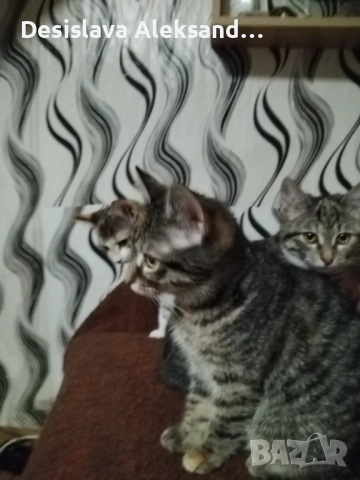 Подарявам много красиви домашни котенца , снимка 5 - Други - 52971480