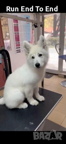 White Swiss Shepherd Puppy for sale, снимка 3 - Бяла овчарка - 54004651