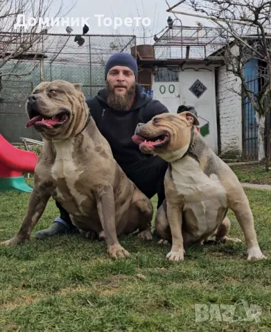 American bully xl, снимка 4 - Други - 46970498