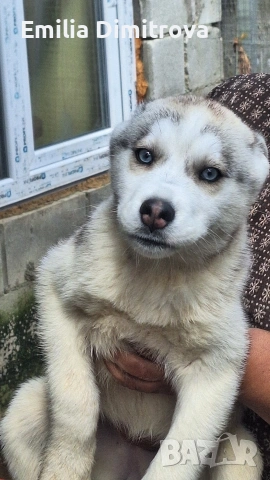 продавам Сибирски Хъскита и Аляски маламут на 3 месеца , снимка 6 - Хъски - 54155141