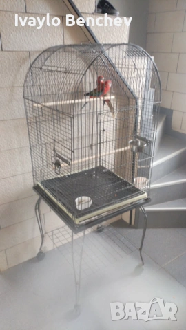 Папагали с кафеза , снимка 3 - Папагали - 53695940