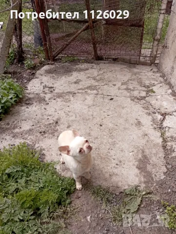 Чихуахуа момиче на година и половина , снимка 1