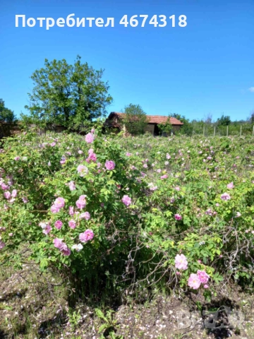 Продавам къща с двор в село Старосел, снимка 4 - Къщи - 52730315