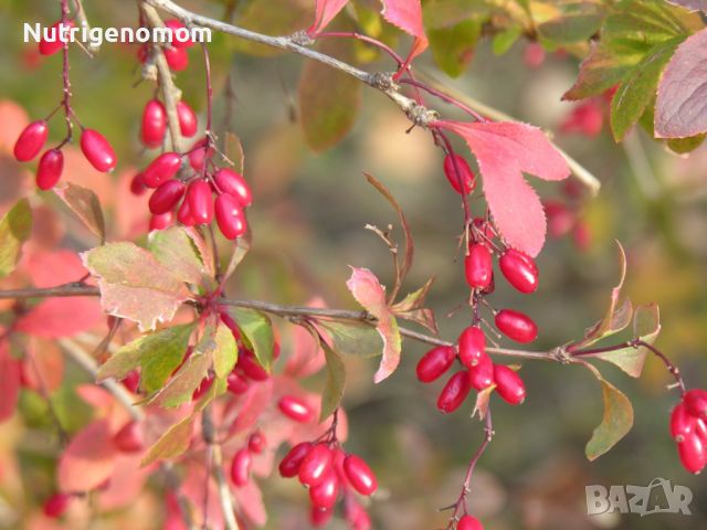 Berberis vulgaris, кисел трън, растения , снимка 2 - Градински цветя и растения - 45195204