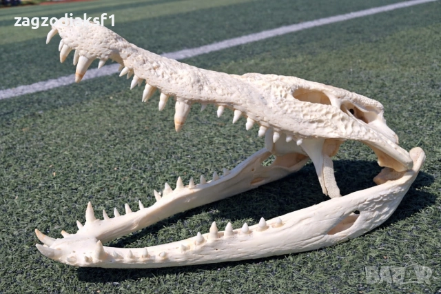 ЧЕЛЮСТ от КРОКОДИЛ - 100% Истинска челюст, снимка 3 - Колекции - 53087784