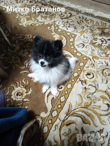 Продавам померани, снимка 7 - Померан - 52792953