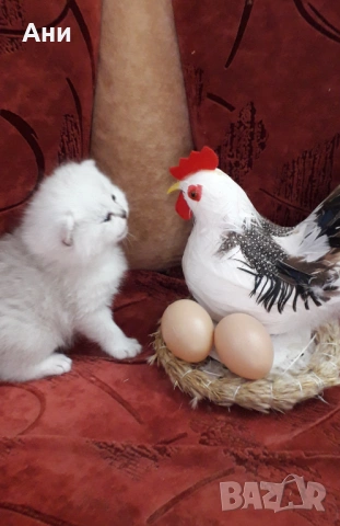 Топ Цена.Уникални Котенца , снимка 3 - Британска късокосместа - 54160766