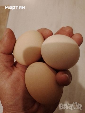 Домашни яйца от свободни кокошки , снимка 3 - Домашни продукти - 45759667