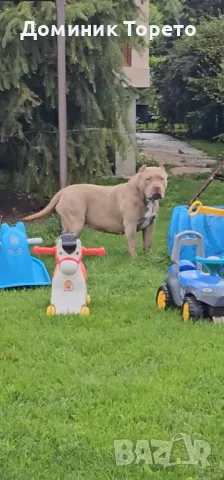 American bully xl, снимка 15 - Други - 46970498