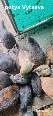 Продавам ярки, снимка 2 - Кокошки и пуйки - 54274571