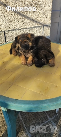 Немски овчарки , снимка 4 - Немска овчарка - 52749354