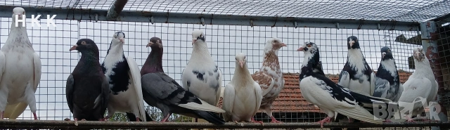 Пазарджишки гълъби , снимка 4 - Гълъби - 54061614