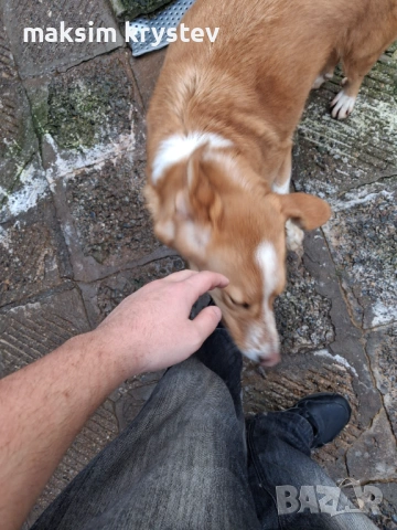 Подарявам Гонче , снимка 5 - Други - 53635498