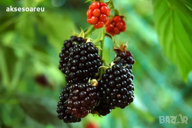 Висококачествени нови семена от хранителна Къпина без бодли Rubus rusticanus 50+ семена антиоксидант, снимка 3 - Сортови семена и луковици - 49258762