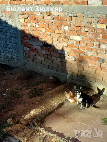 Мини чихуахуа , снимка 9 - Чихуахуа - 53602754