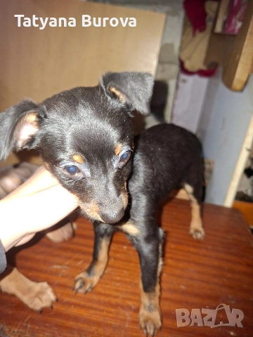 Продавам кучета от порода Пинчер, снимка 4 - Пинчер - 52858879