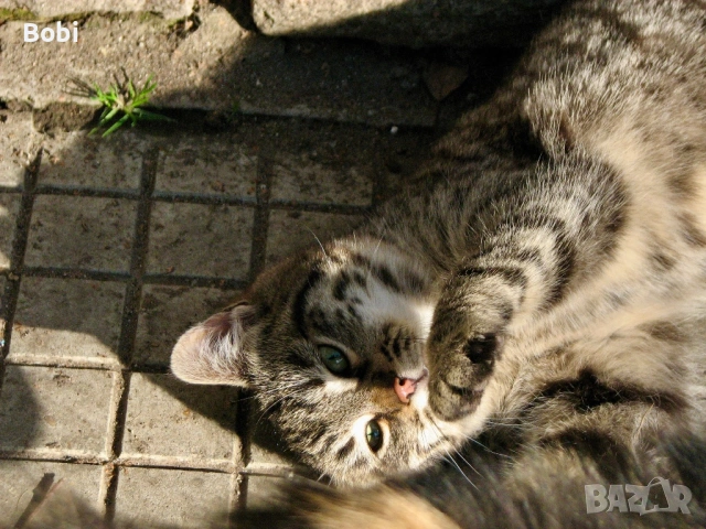 Canon PowerShot S3 IS, снимка 11 - Фотоапарати - 53474784