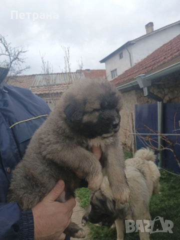 Кавказка овчарка