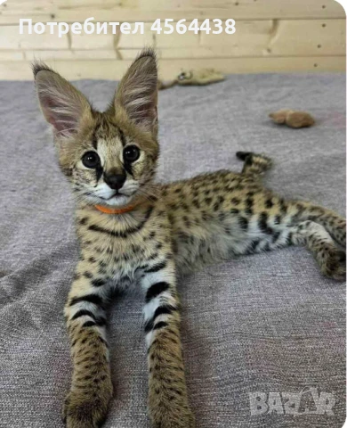 Наличен сервал каракал f1 Каракал със савана f1 котенца, снимка 4 - Други - 51364845