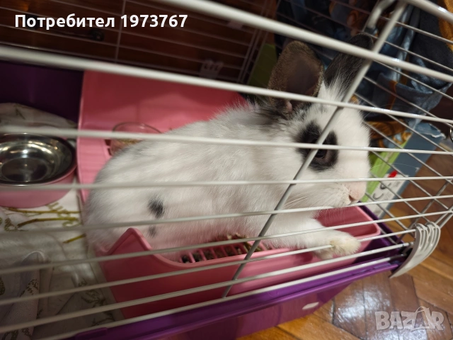 Декоративно зайче лъвска глава , снимка 3 - Декоративни зайчета - 53730295