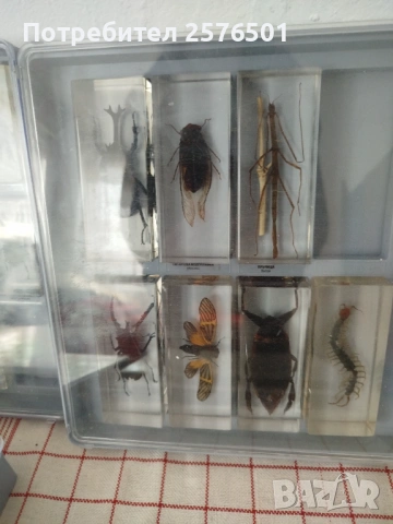 Буболечки и чудновати животинки , снимка 5 - Специализирана литература - 54082498