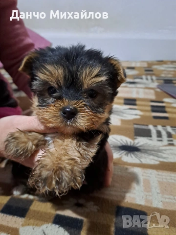 Малко женско йорки .