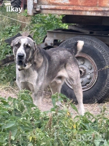 Продавам мъжки вълкодав, снимка 2 - Средноазиатска овчарка - 52509556