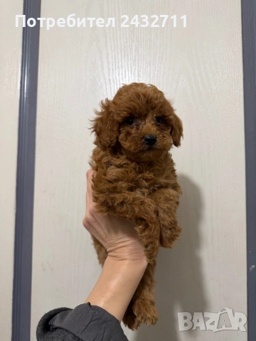 Пудел, снимка 2 - Пудели - 53724276