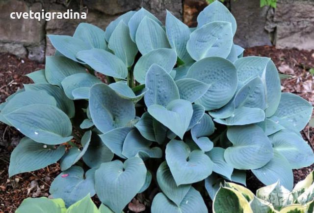 Hosta Canadian Blue (Хоста Канадско синьо), снимка 2 - Градински цветя и растения - 46307749