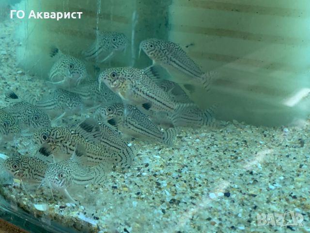 Коридорас Джули / Corydoras Julii, снимка 5 - Рибки - 45625463