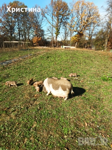 Виетнамски прасета, снимка 2 - Прасета - 52469489