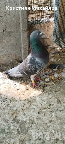 Пощенски гълъби - двойка, снимка 4 - Гълъби - 54189165