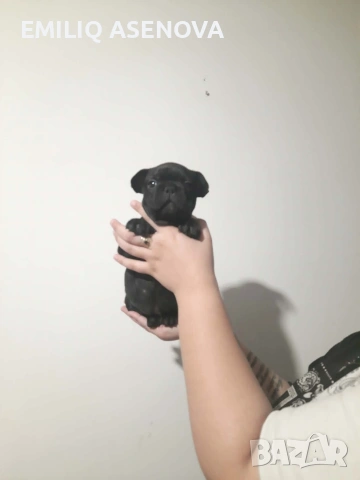 Френски Булфог, снимка 7 - Френски булдог - 54175204