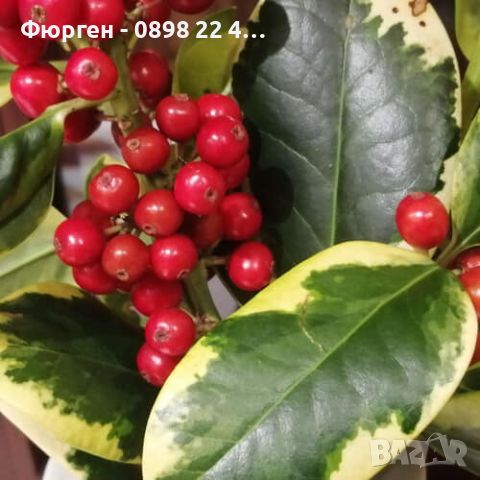 Илекс/Джел (Златен крал) -ilex altaclerensis golden king, снимка 9 - Разсади - 45894022