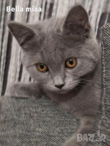 британчета мъжки родени на 30:08, снимка 2 - Британска късокосместа - 53060454