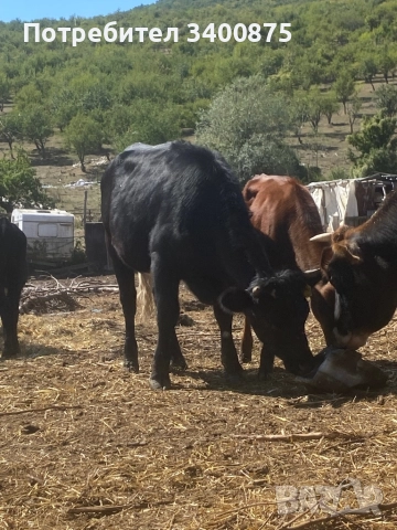 телета юнички крави, снимка 1