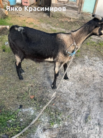 Коза, снимка 4 - Кози - 54276402