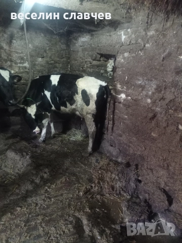 Млади крави