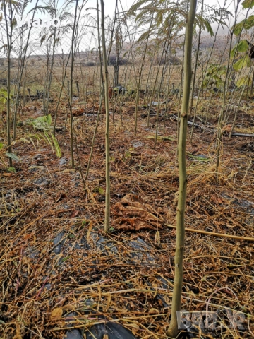 Албиция(Albizia)