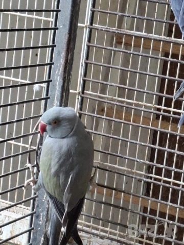 Продавам малки Александри, снимка 11 - Папагали - 53274482